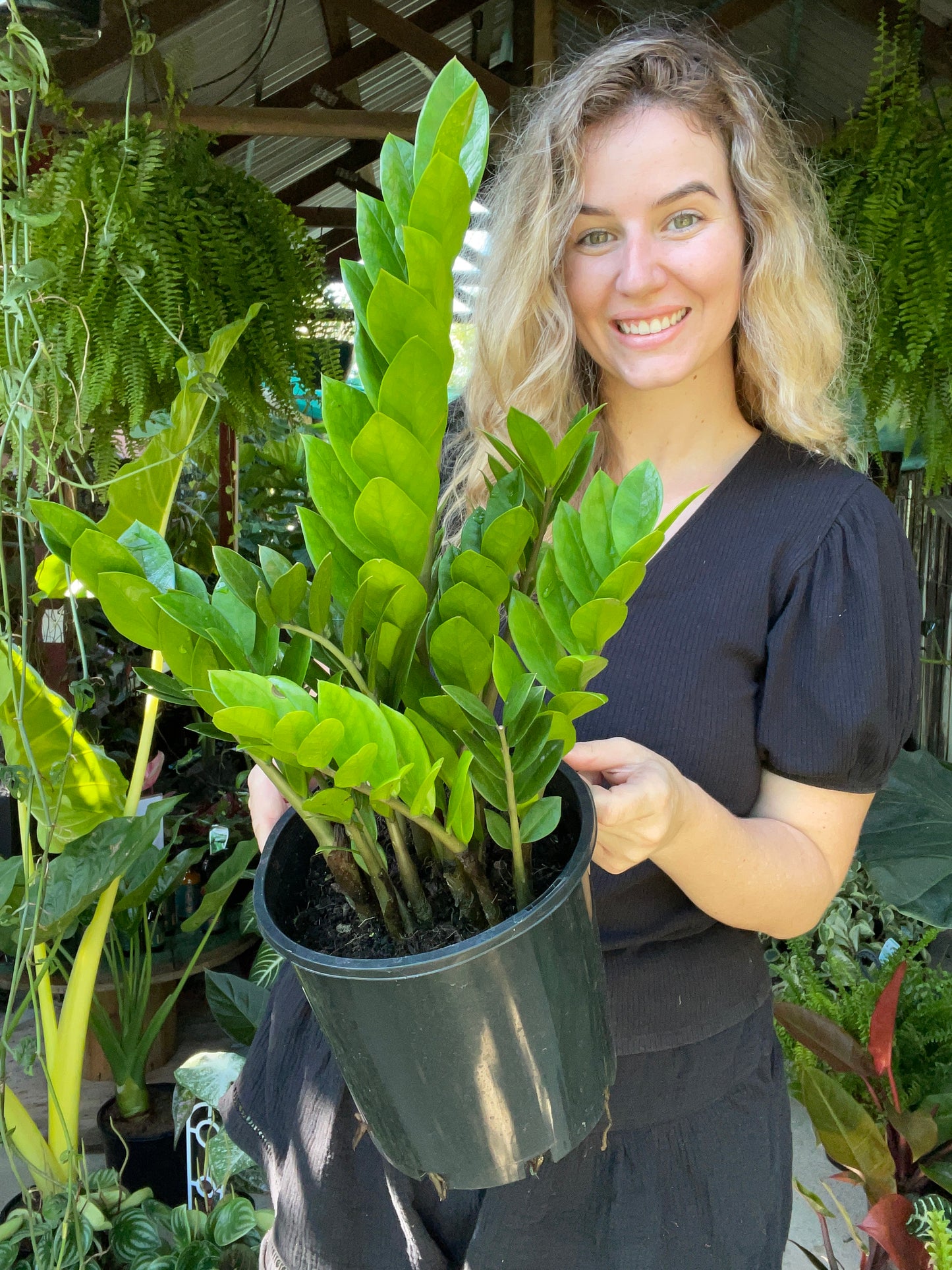 ZZ Plant