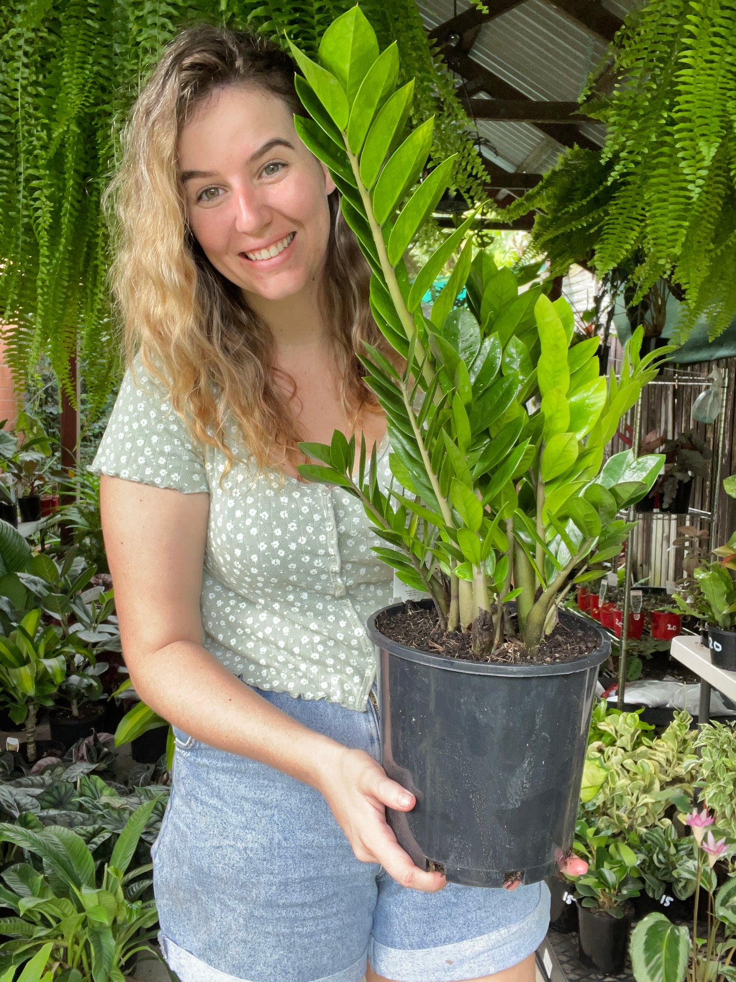 ZZ Plant