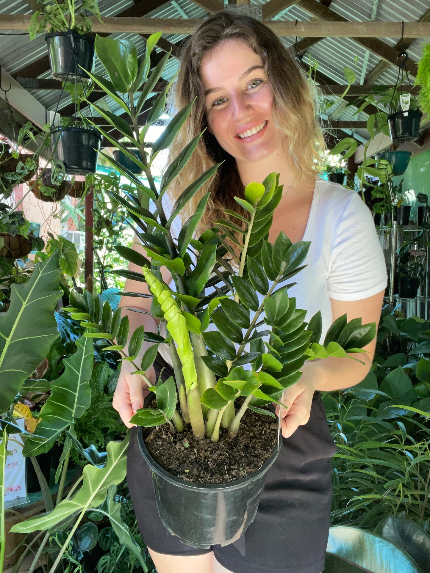 ZZ Plant