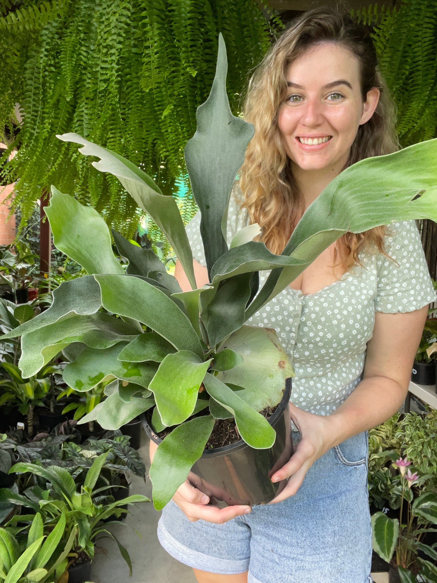 Elkhorn Ferns