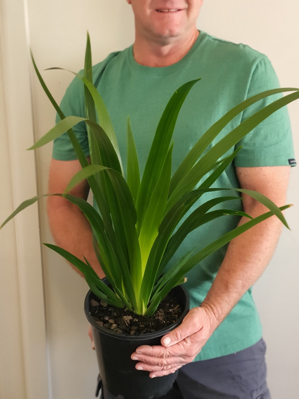 Brazilian Walking Iris
