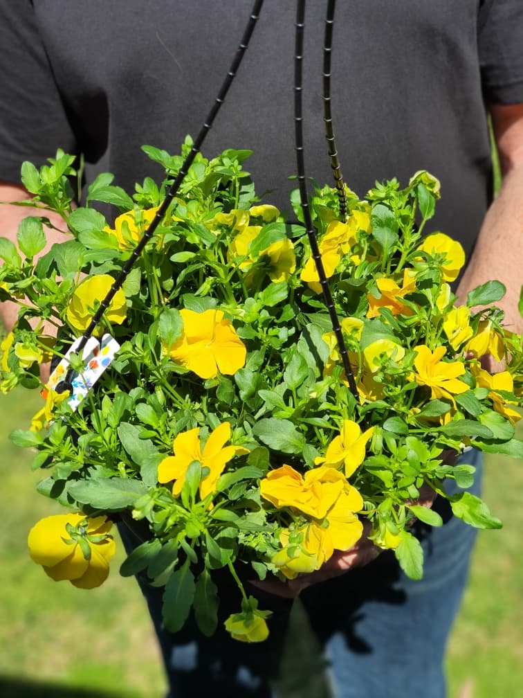 Spreading Pansy Yellow Hanging Basket