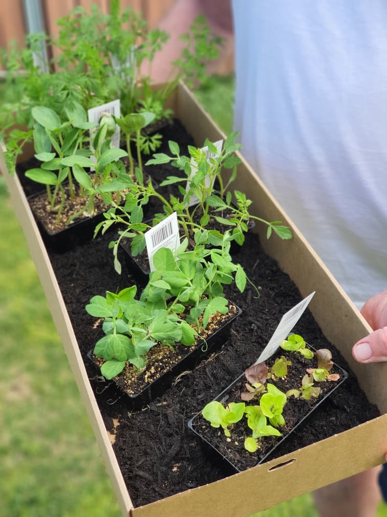 Small Salad Pack