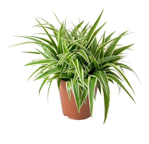 Chlorophytum Hanger (Mini)