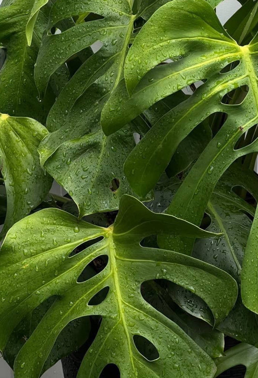 Rain water cocktails- sign us up!
