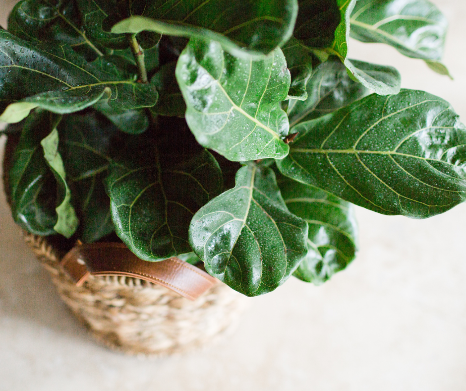 Fiddle Leaf Fig Care & Troubleshooting
