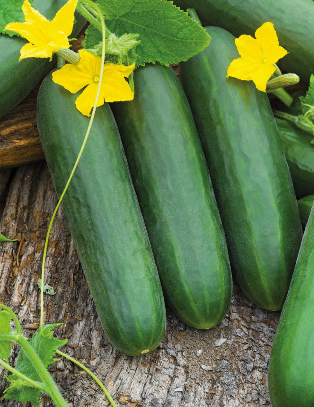 Lebanese Cucumber – Metric Punnet