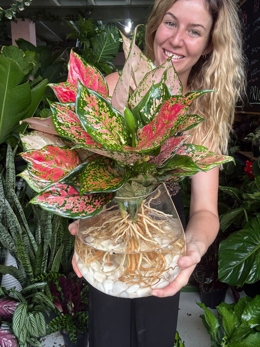 Valentine Mix Homalomena Water Vase Plant