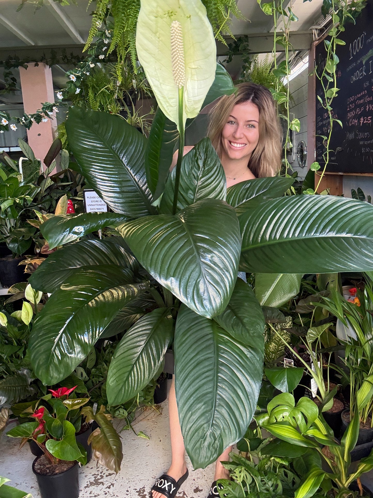 Spathiphyllum ‘Sensation’ ADVANCED