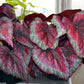 Begonia Plum Pasiley