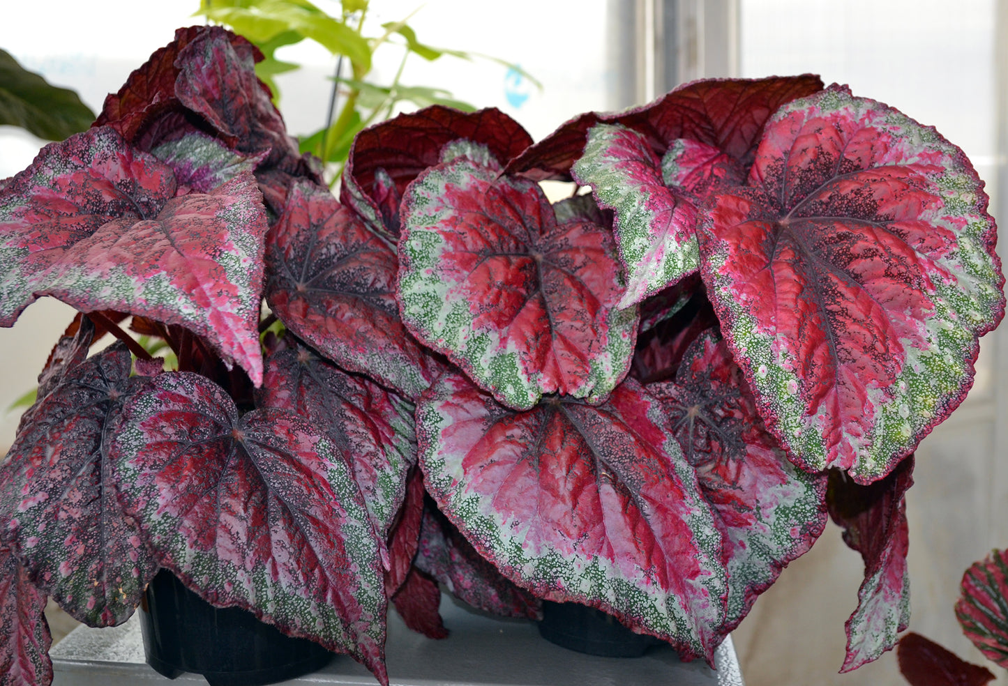 Begonia Plum Pasiley