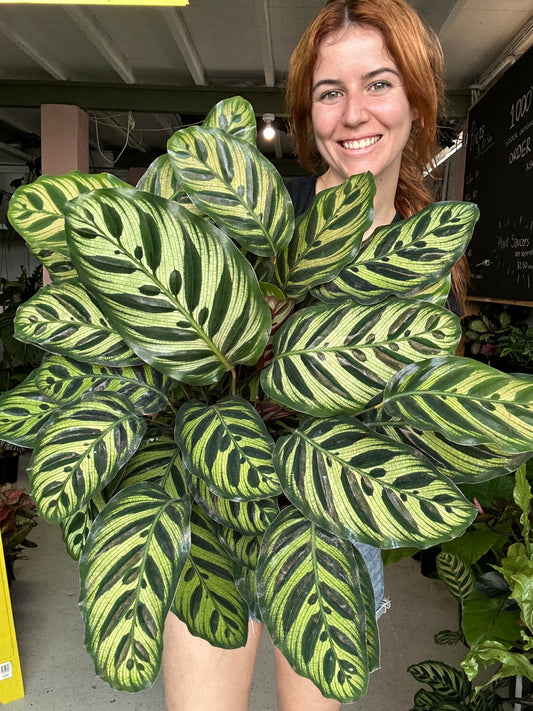 Calathea Makoyana