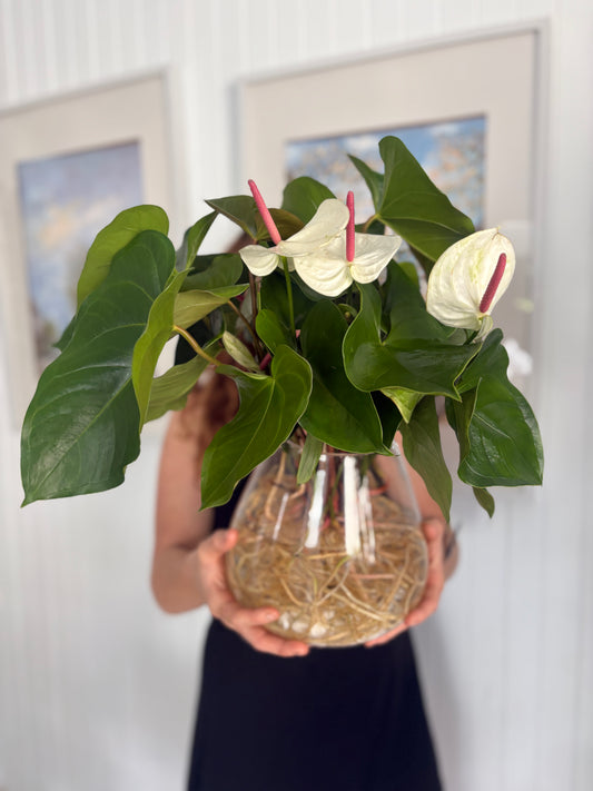 Anthurium Hydroponic Water Plant w/ White Stones