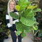 Fiddle Leaf Fig