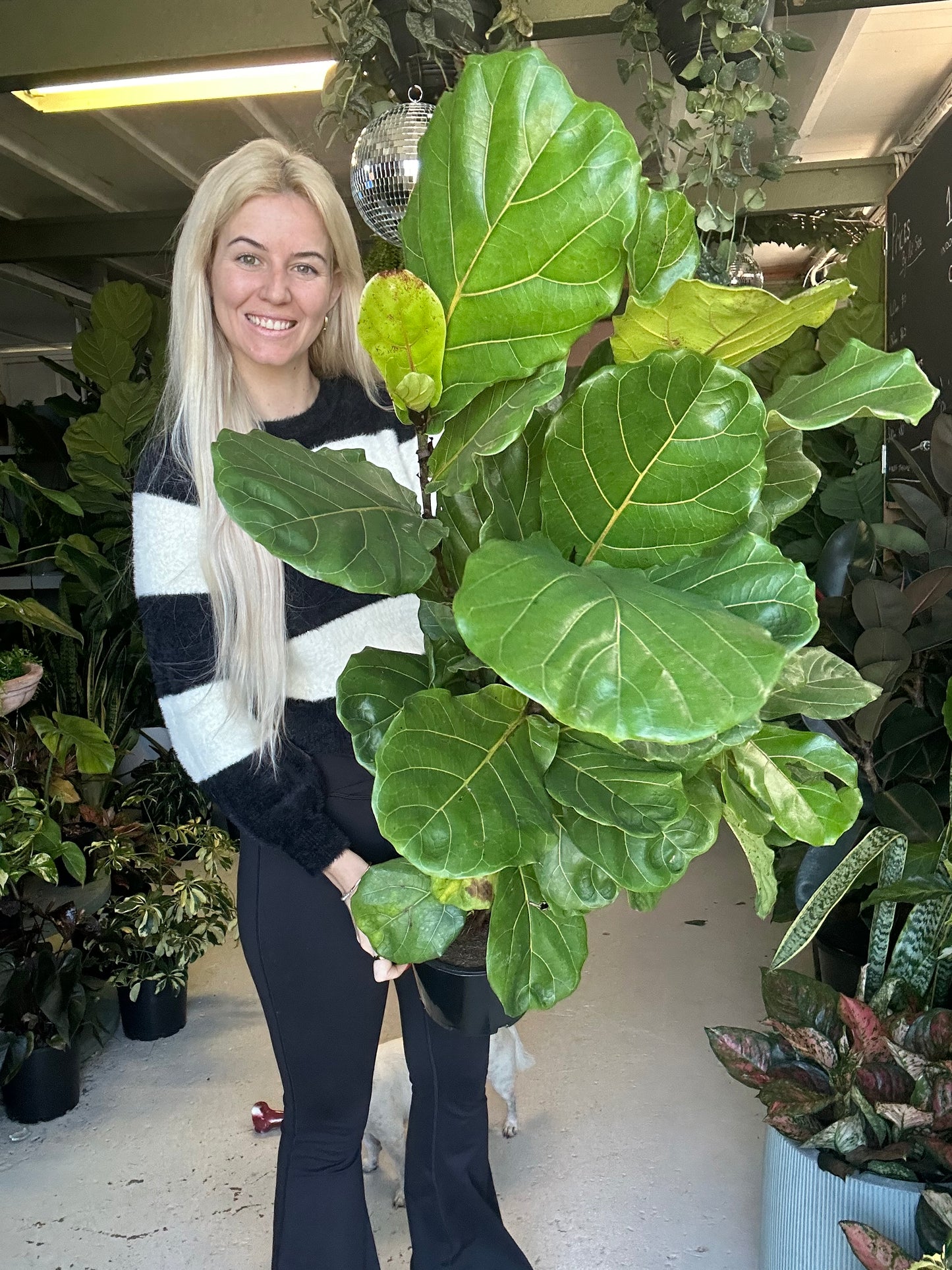 Fiddle Leaf Fig