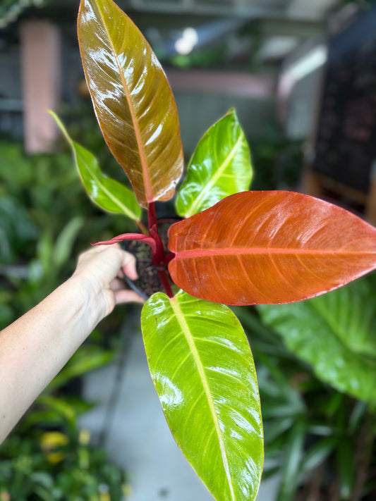 Philodendron Red Sun