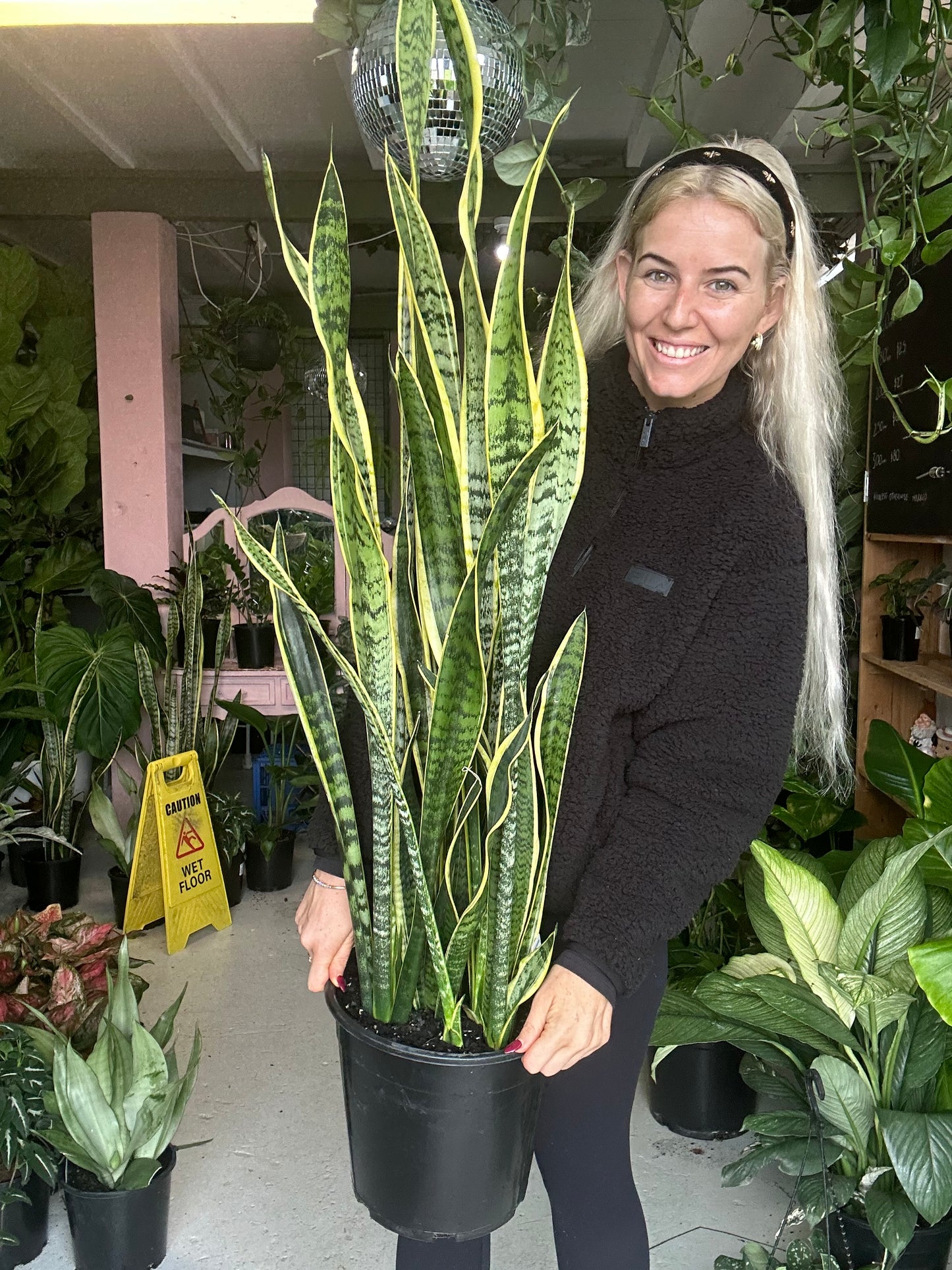 Sanseveria Trifasciata Laurentii