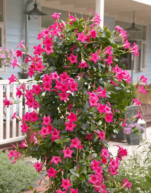 Hot Pink Dipladenia