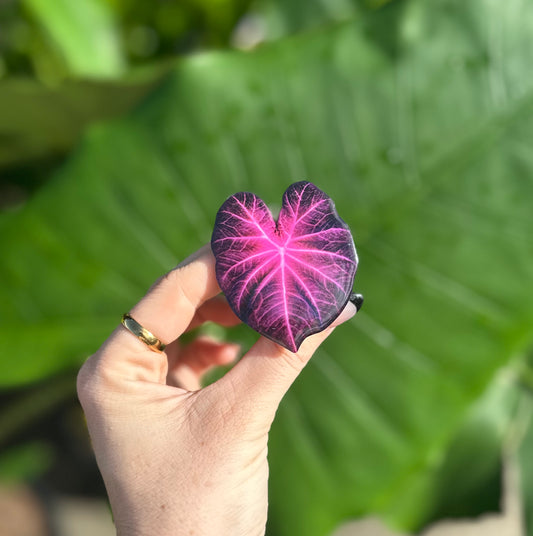 Caladium Purple/Pink Phone Pop It