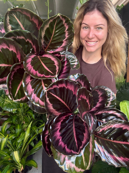 Calathea ‘Black Rose’