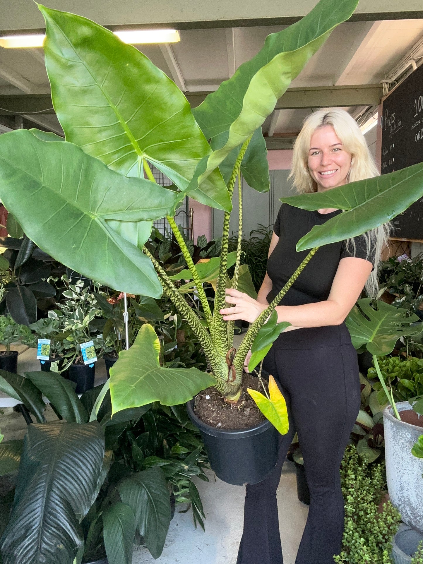 Alocasia Zebrina Large