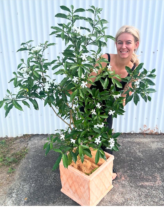 COMBO PLANTER- Tabernaemontana Sweet Love x Pot