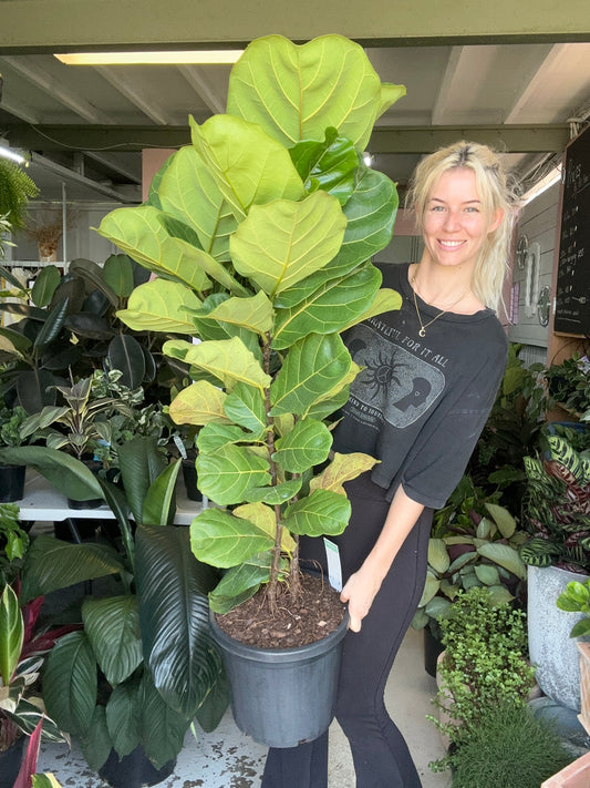 Fiddle Leaf Fig