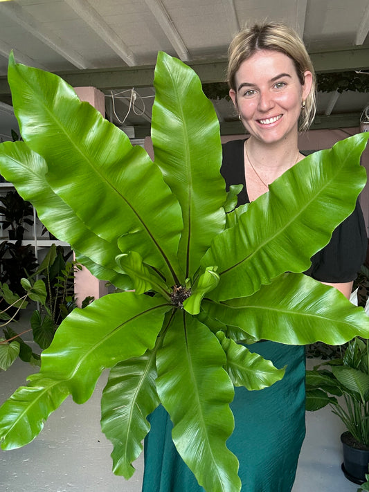 Birds Nest Fern (Nidus)