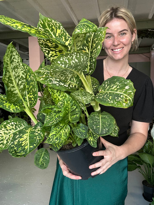 Dieffenbachia Reflector