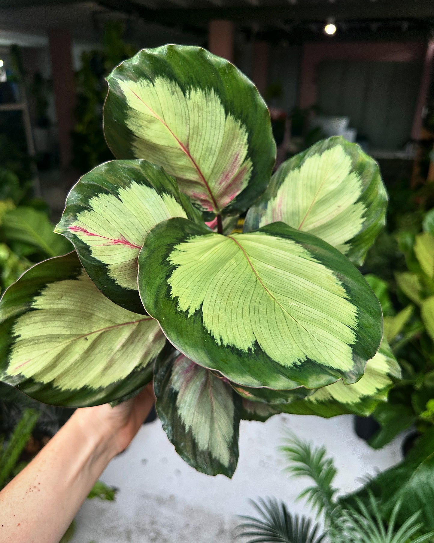 Calathea White Cloud