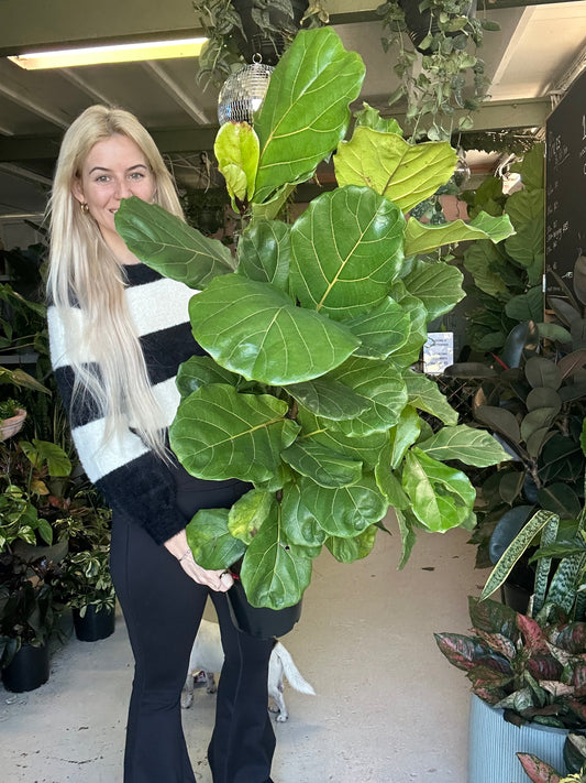 Fiddle Leaf Fig