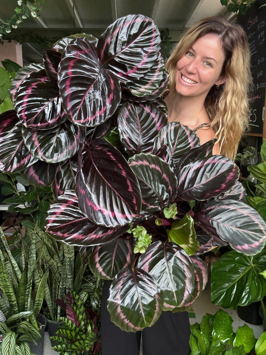 Calathea ‘Red Mojo'