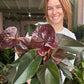 Anthurium Chocolate