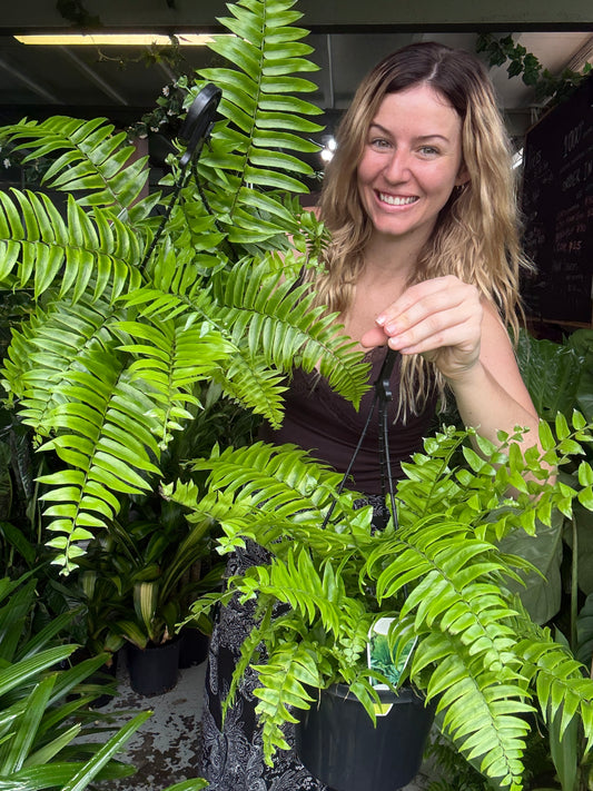 Macho Fern Hanging Baskets