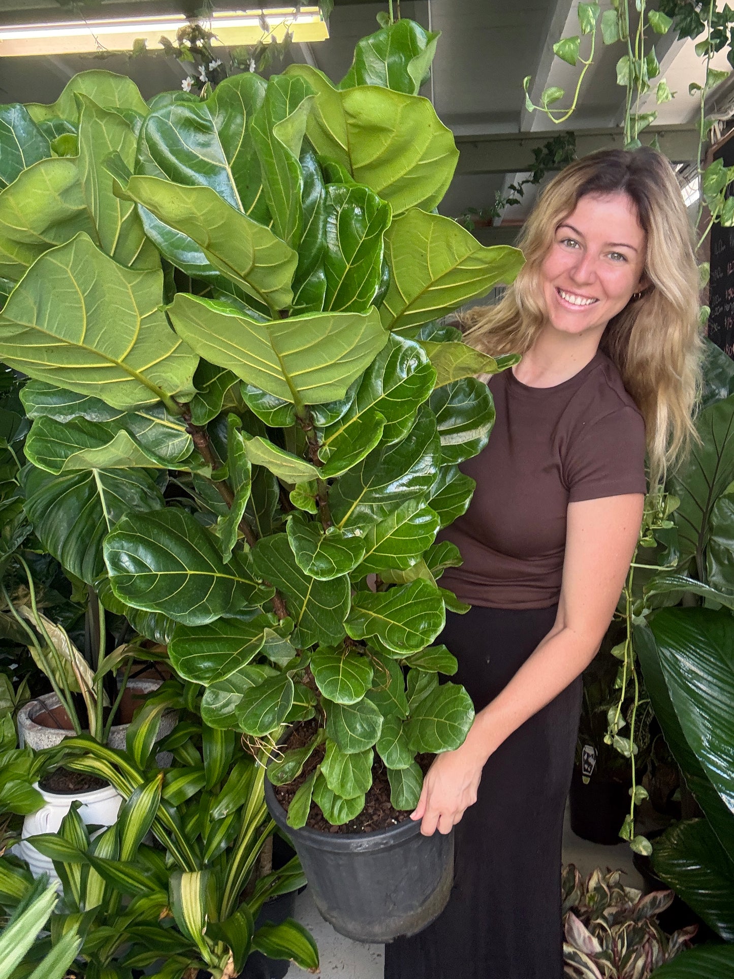 Fiddle Leaf Fig (Large)