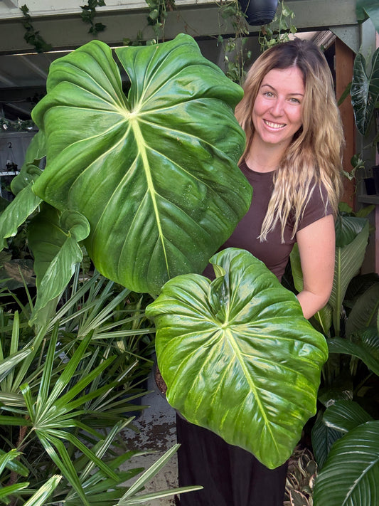 Philodendron ‘Dean McDowell’