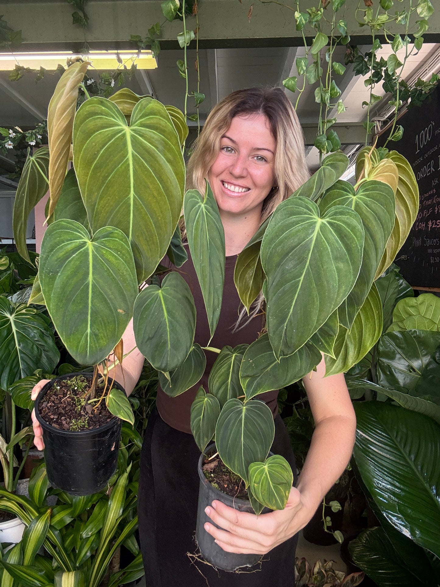 Philodendron melanochrysum