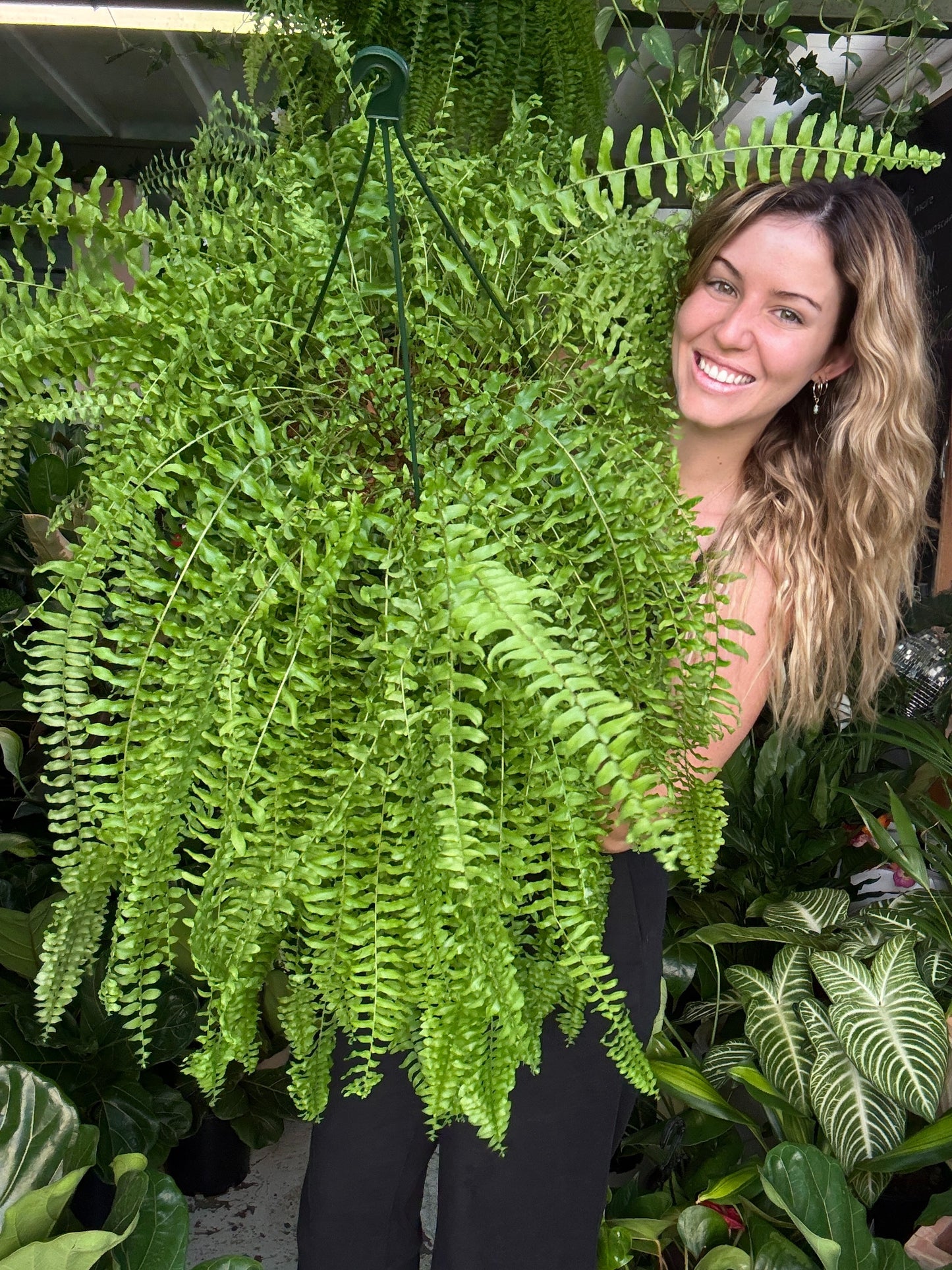 Boston Fern Baskets (Large)