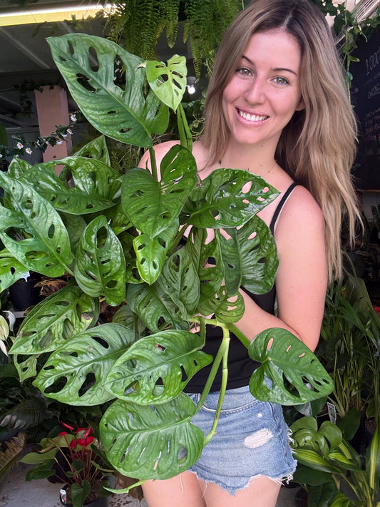 Monstera Monkey Mask