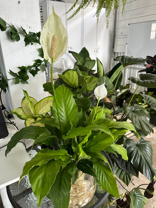 Hydroponic Peace Lily
