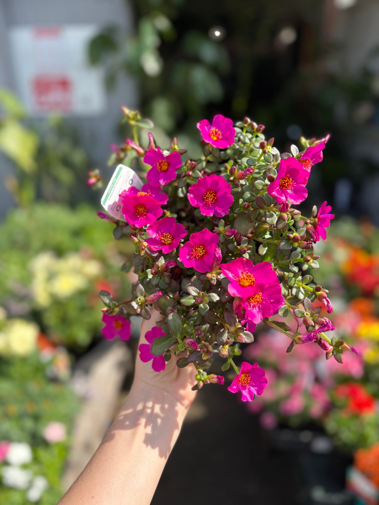 Portulaca ‘PortoGrande’