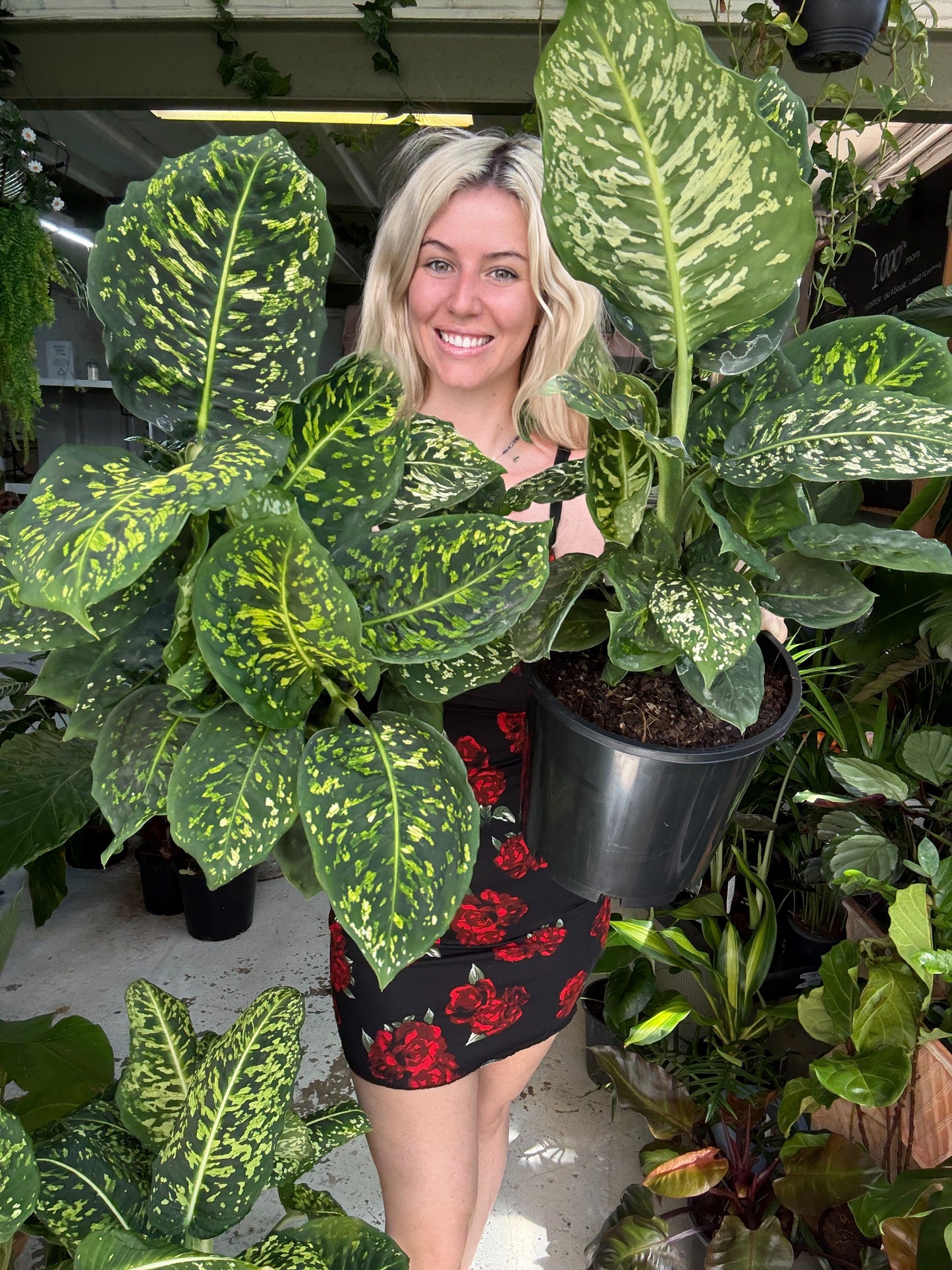 Dieffenbachia Reflector