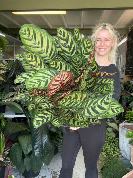 Calathea Makoyana Large