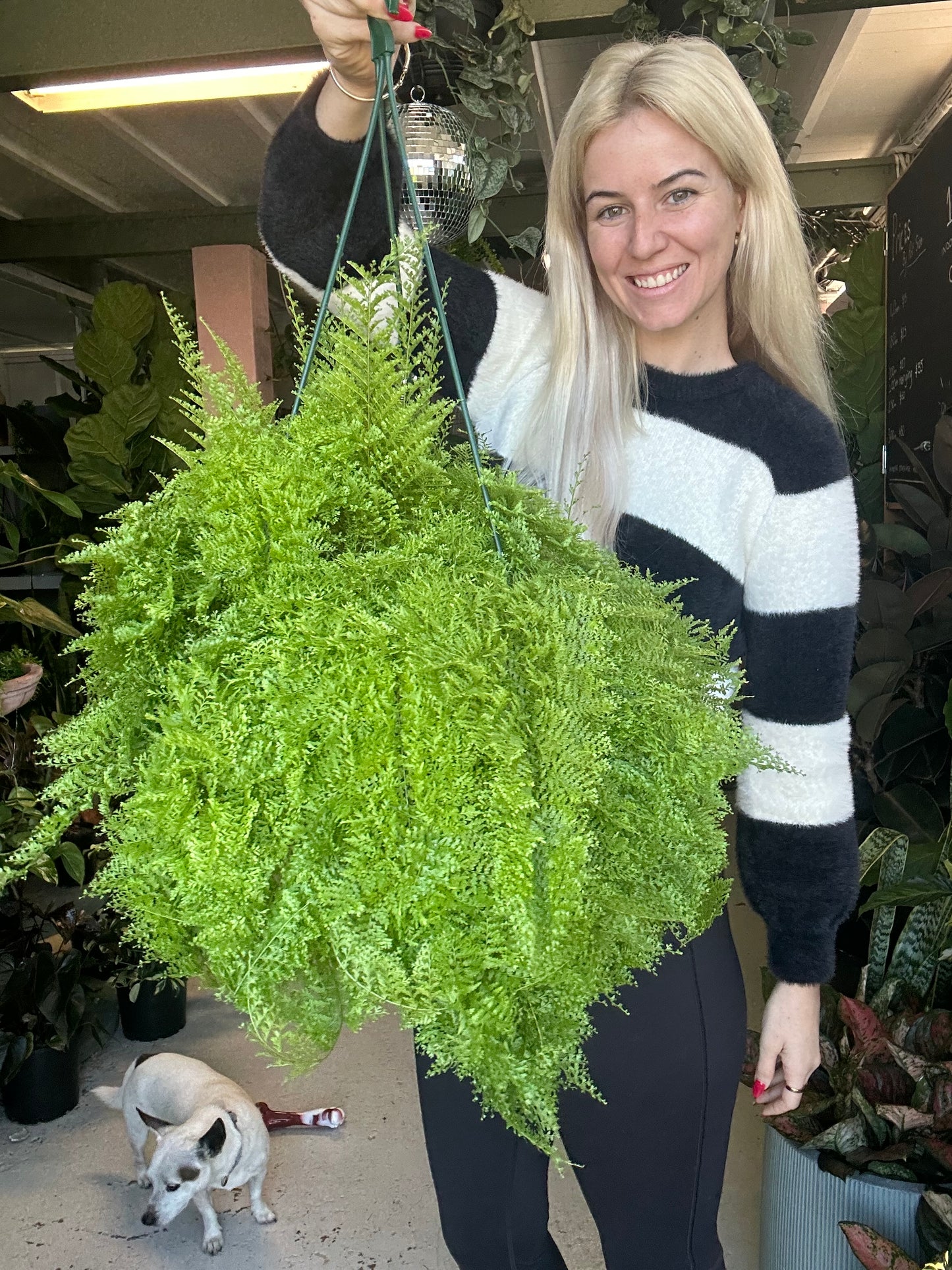 Cotton Candy Fern