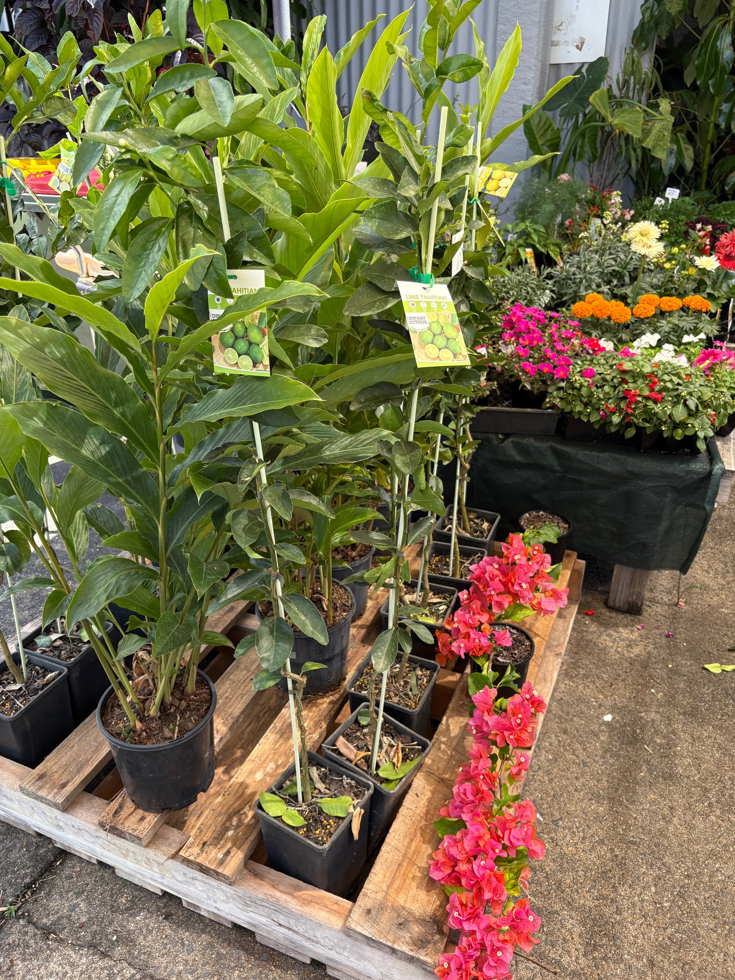 Dwarf Citrus Tree's