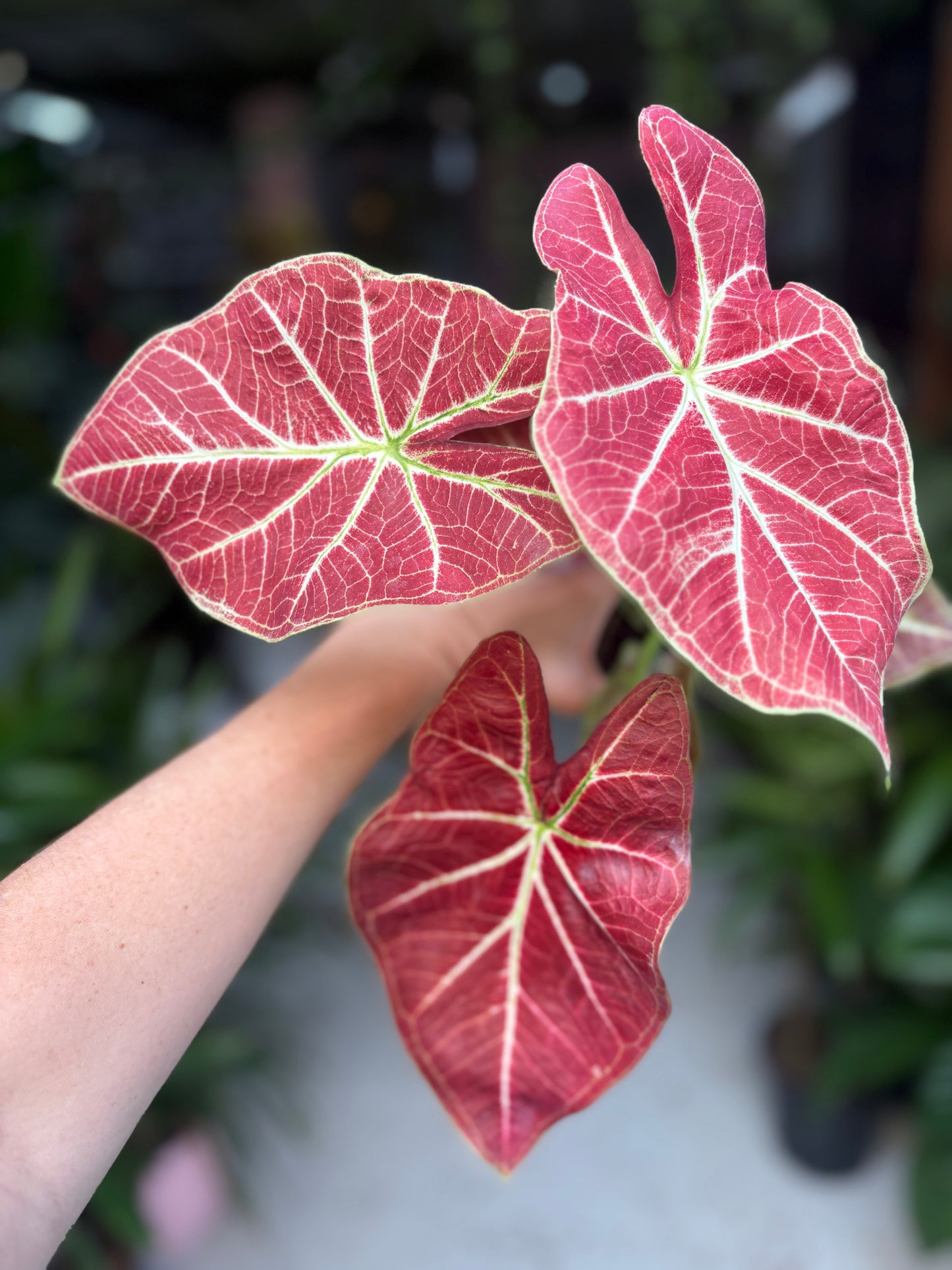 Caladium Rich Of Thai