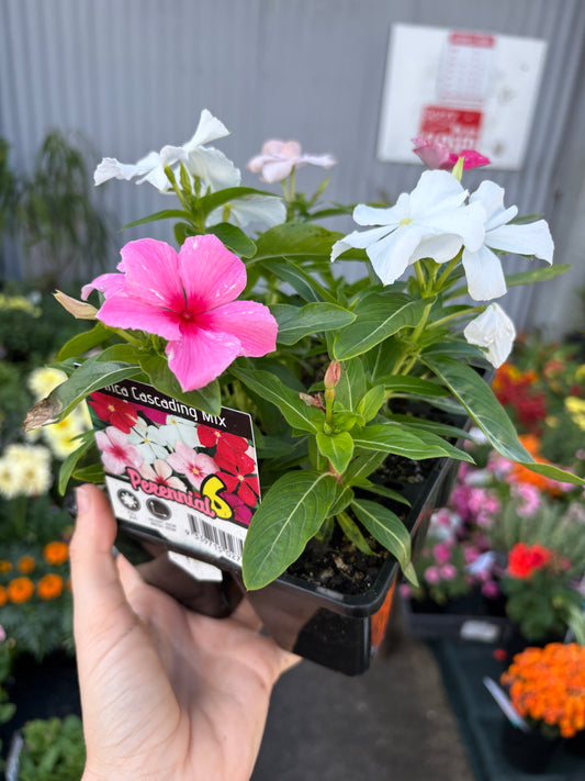 Vinca Mixed jumbo 6 pack