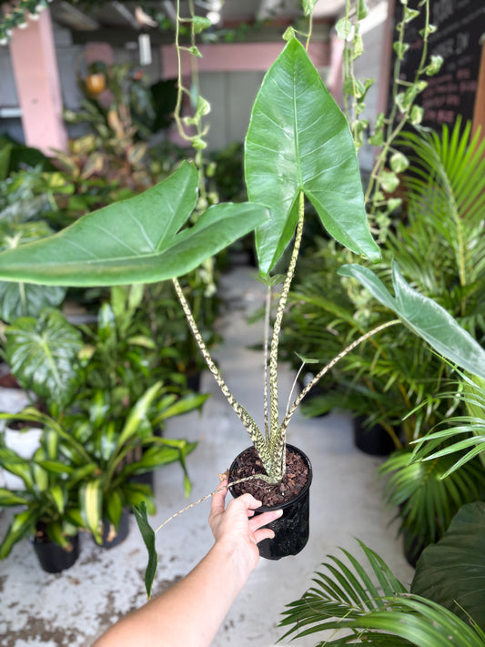 Alocasia Zebrina