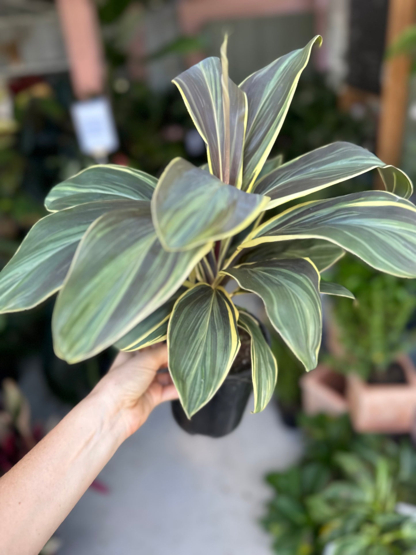 Cordyline Chocolate Queen