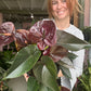 Anthurium Chocolate